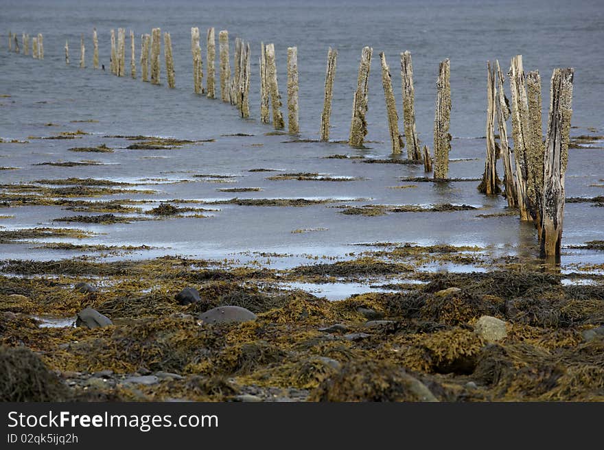 Remnants of herring weirs in the Bay of Fundy New Brunswick