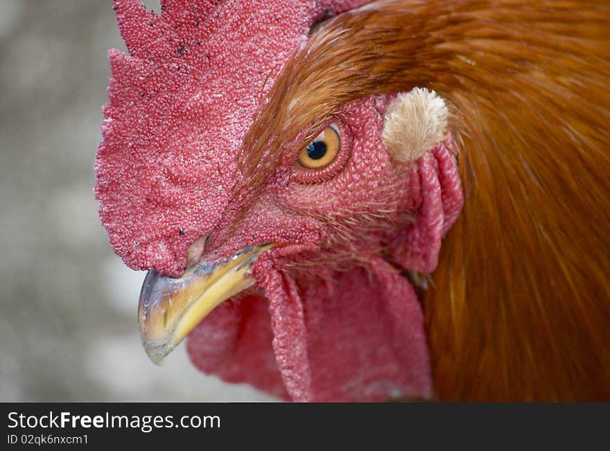 Chicken in a Italy Farm. Chicken in a Italy Farm