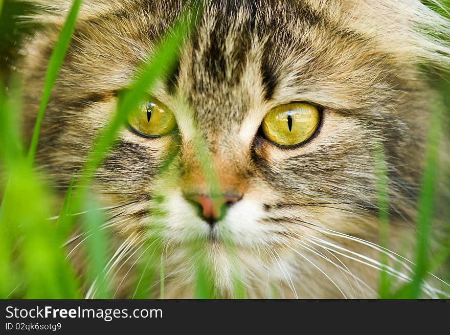 Face of cat close up. Face of cat close up