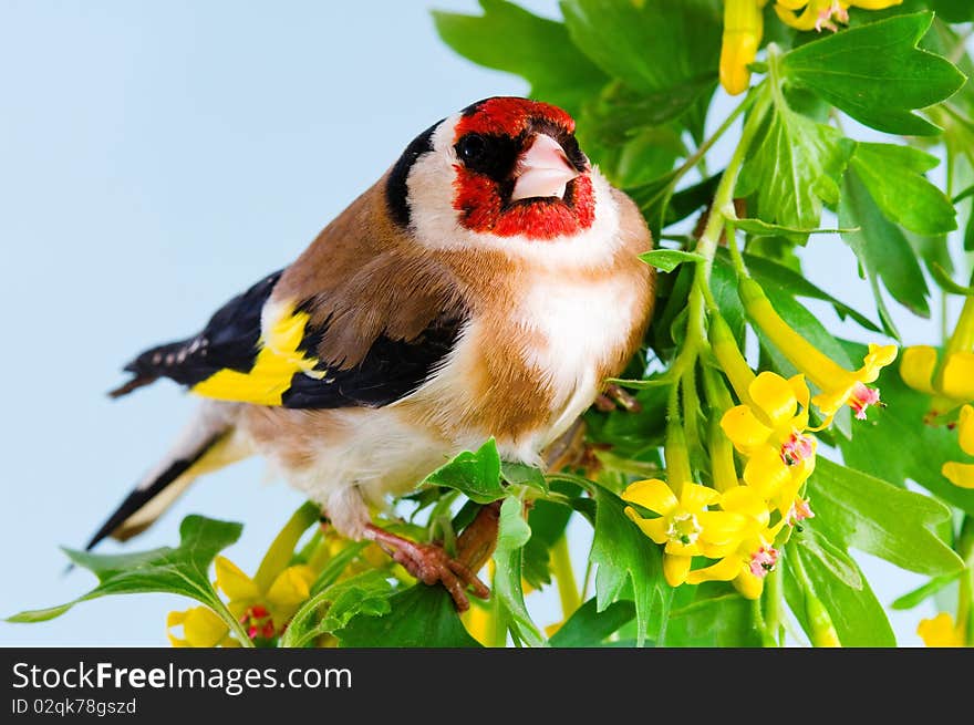 Goldfinch sitting on a branch of blossom tree in spring