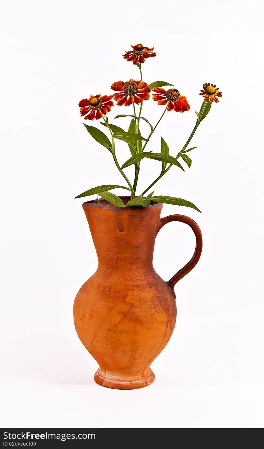 Camomile in a jug