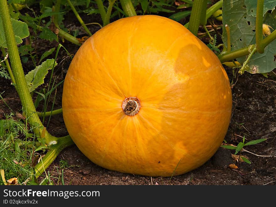 Pumpkin growing on a kitchen garden. Pumpkin growing on a kitchen garden