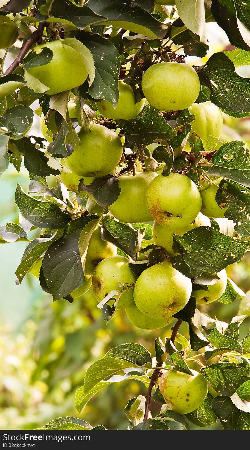 Branch with apples