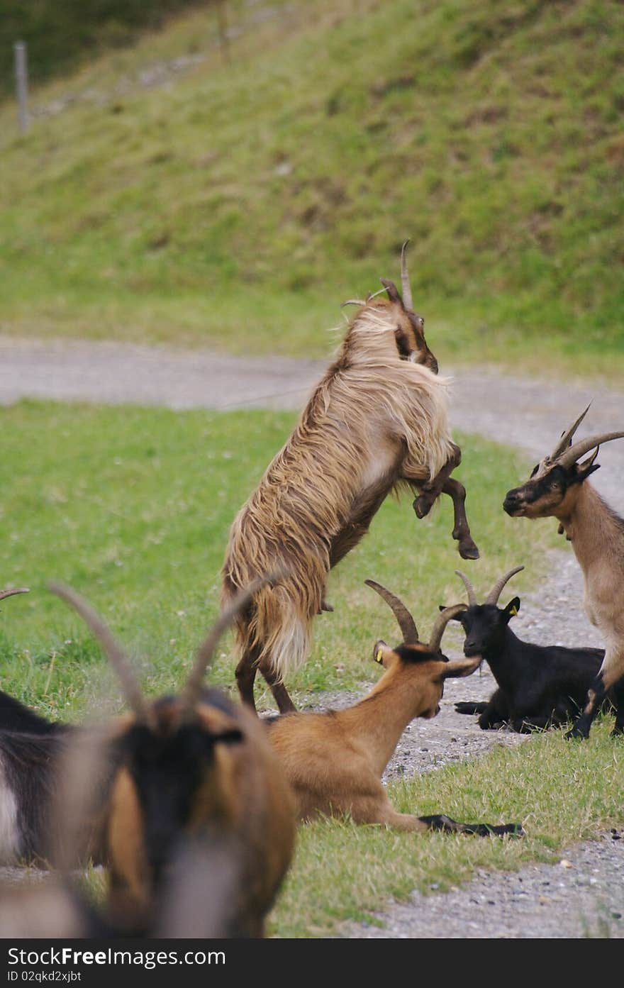 Mountain Goat Jumping