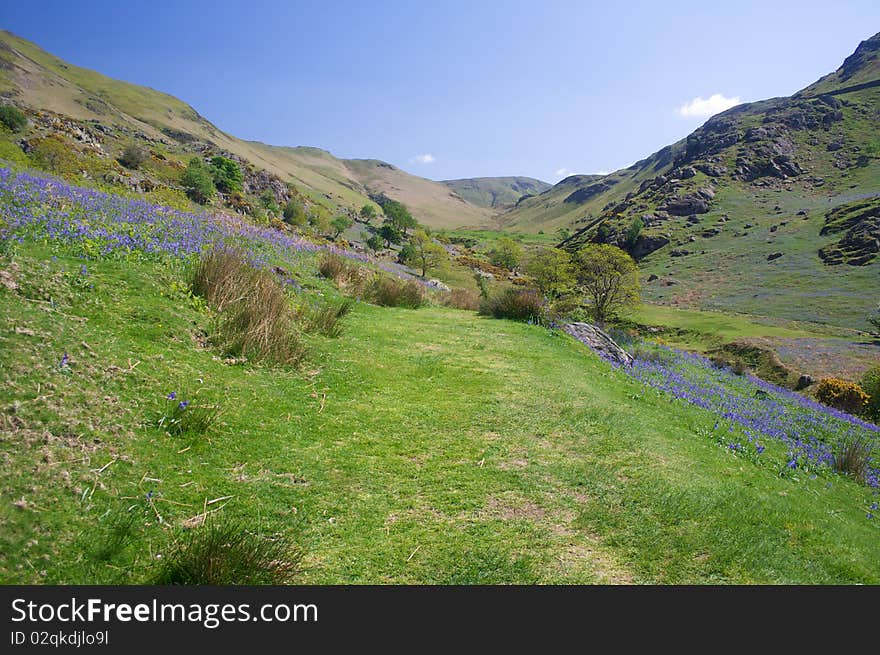 Valley Bluebells