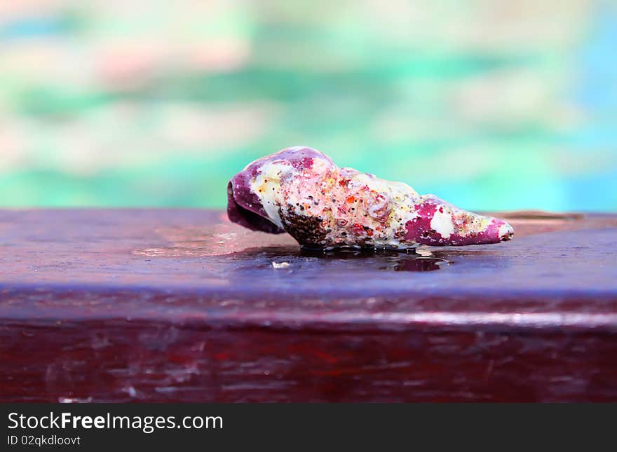 Photo of seashell with sea on background