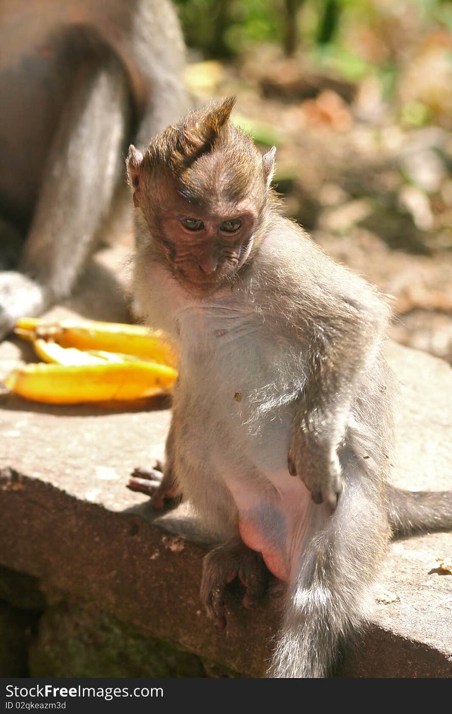 Long Tailed Macaque Scratching