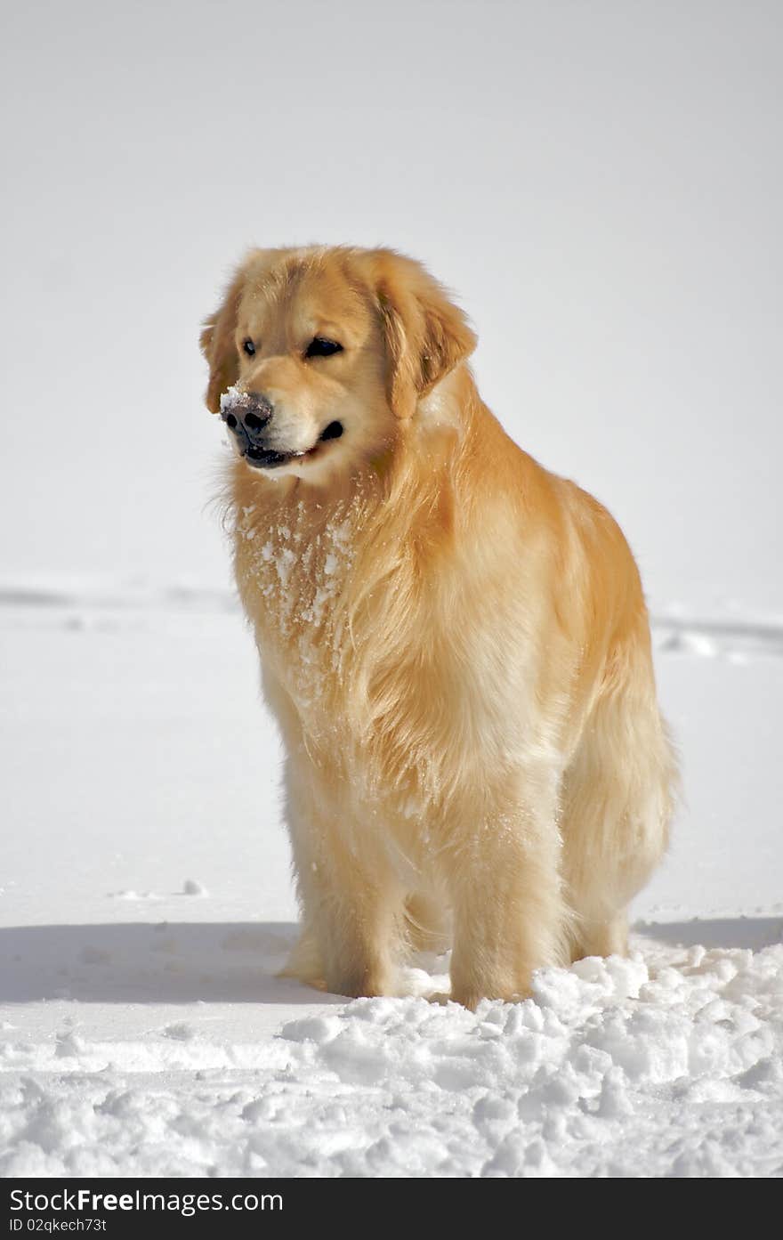 Dog Posing in the Snow