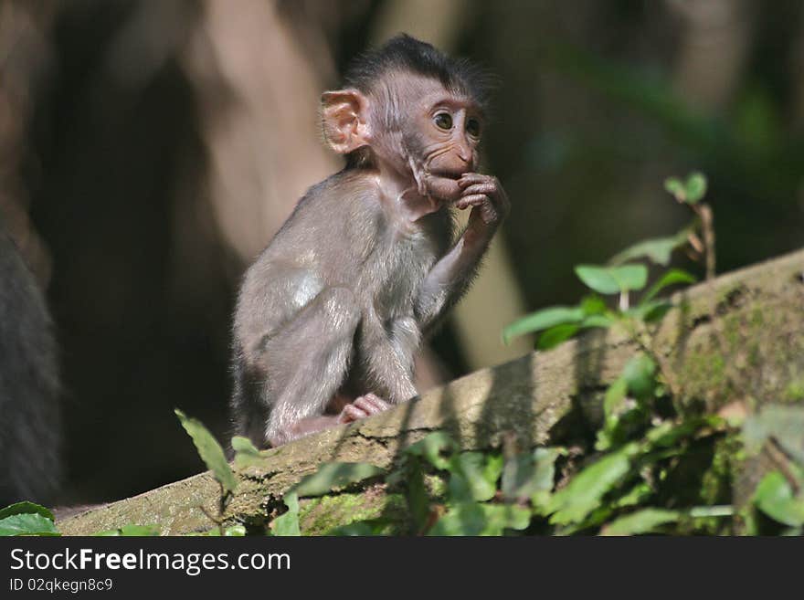 A Baby Monkey