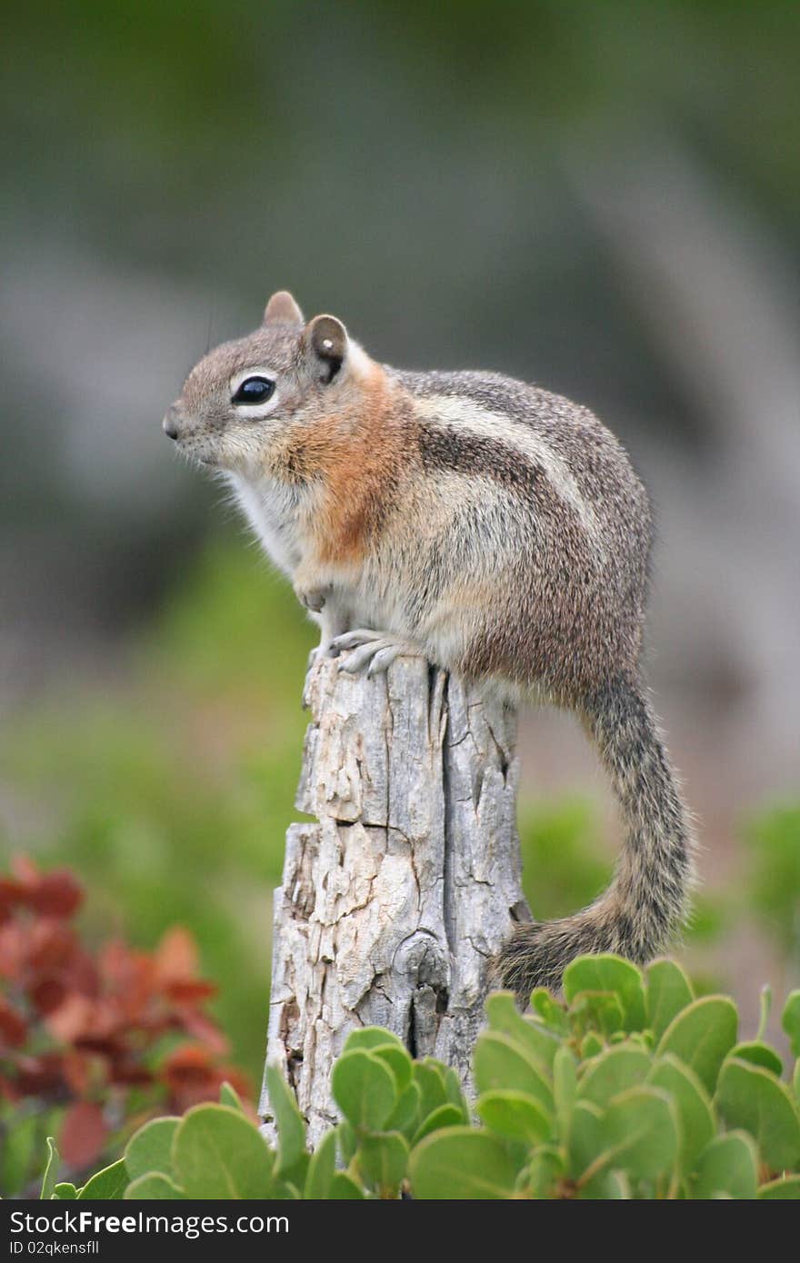 Squirrel on a Post