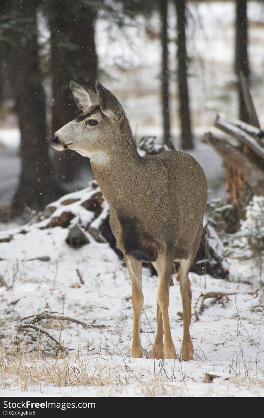 Winter Deer