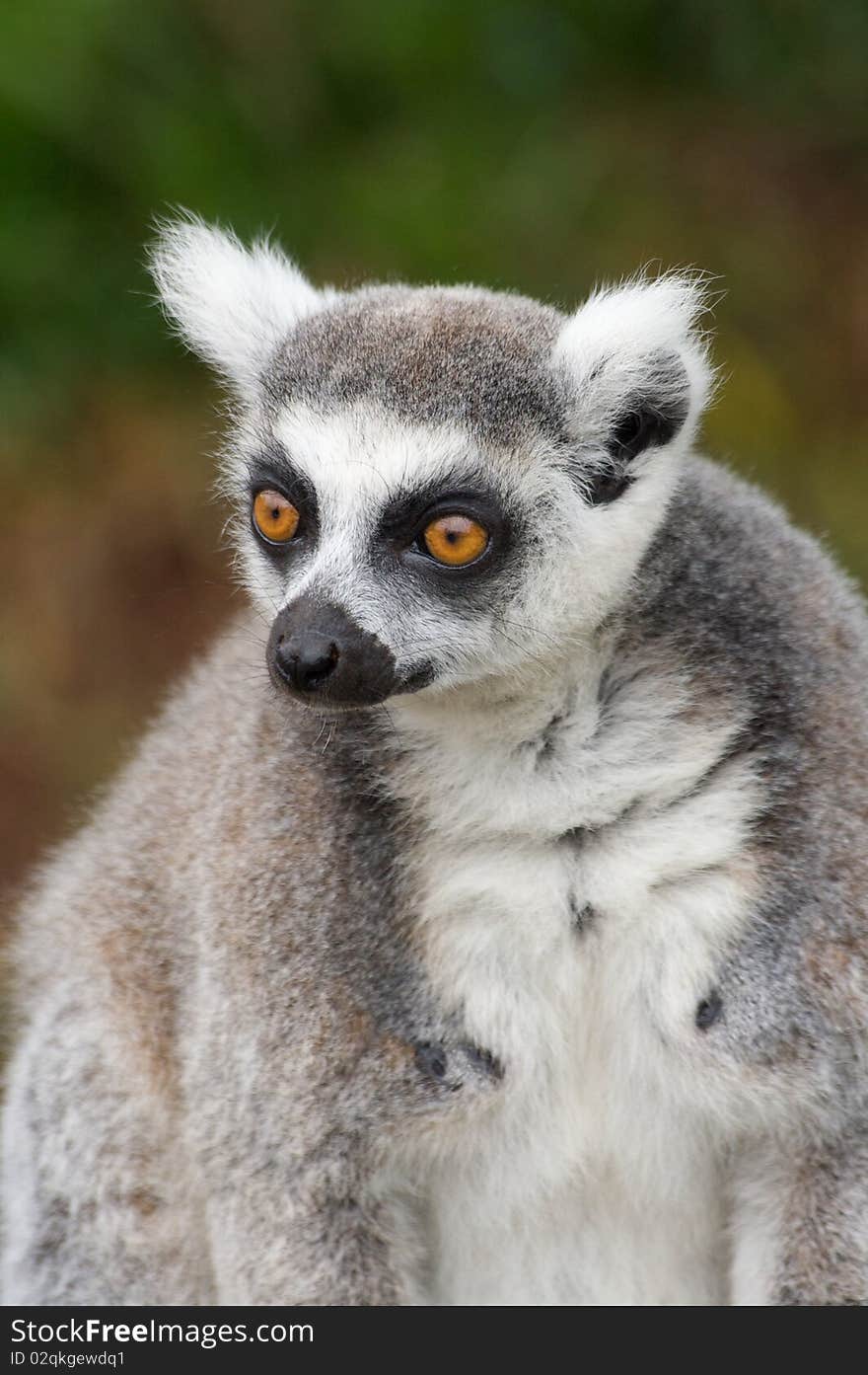 Ring Tailed Lemur