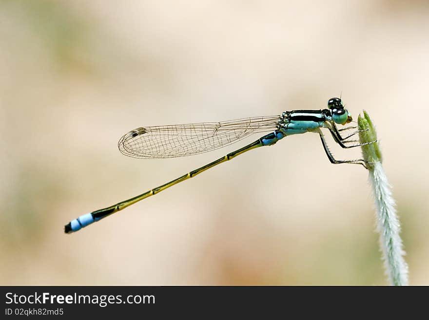 Clorored damselfly in wet area