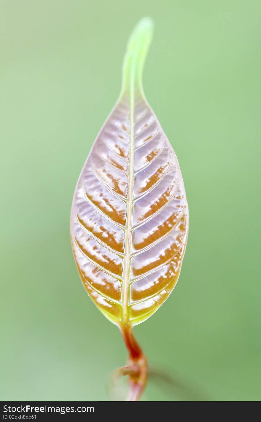 Leaf