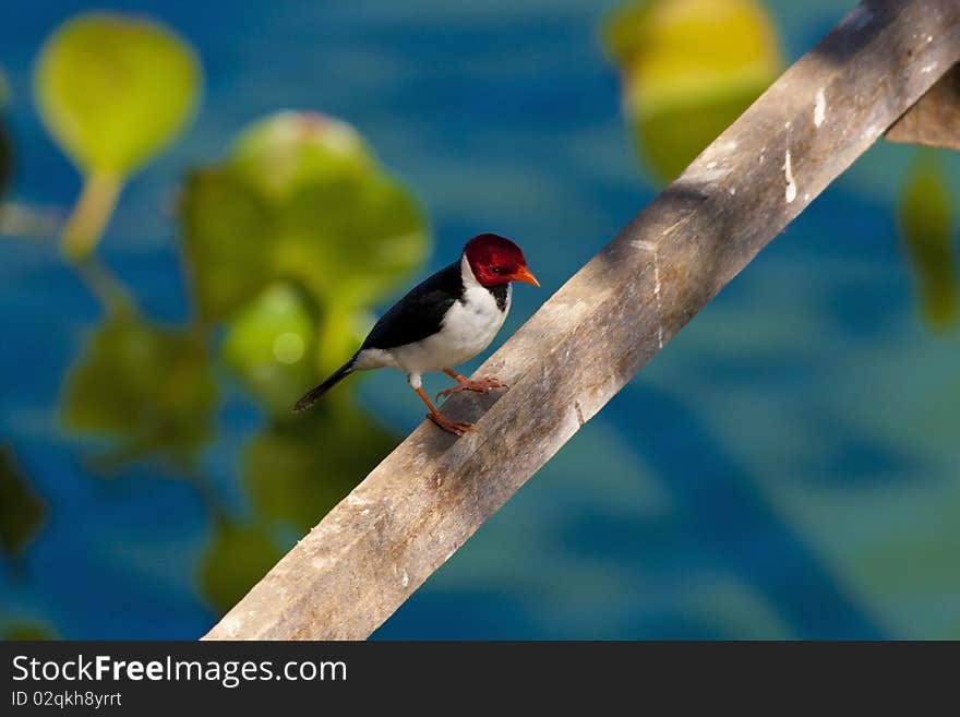 Small Bird from Pantanal Matogrossense. Small Bird from Pantanal Matogrossense