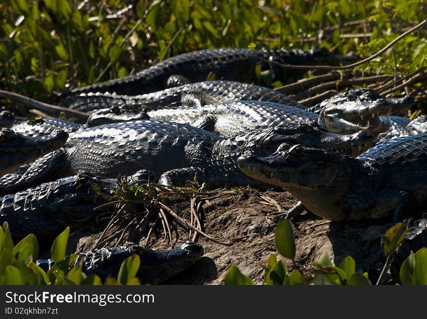 Caiman yacare from wet area in Pantanal Matogrossense. Caiman yacare from wet area in Pantanal Matogrossense