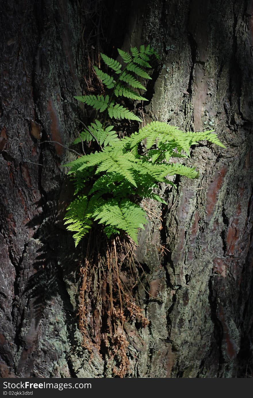 Bracken On Tree