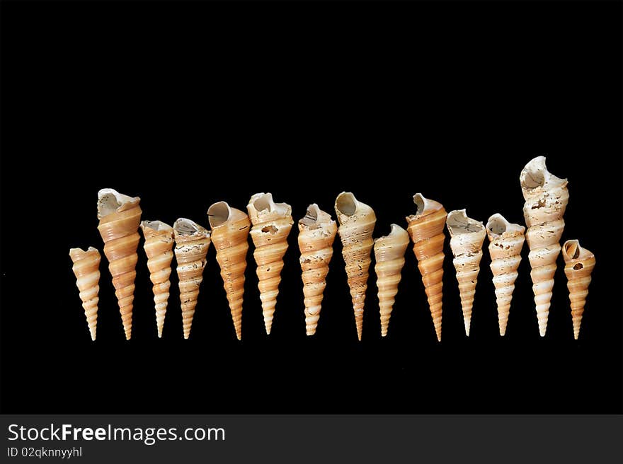 Number of seashells closeup isolated on black background