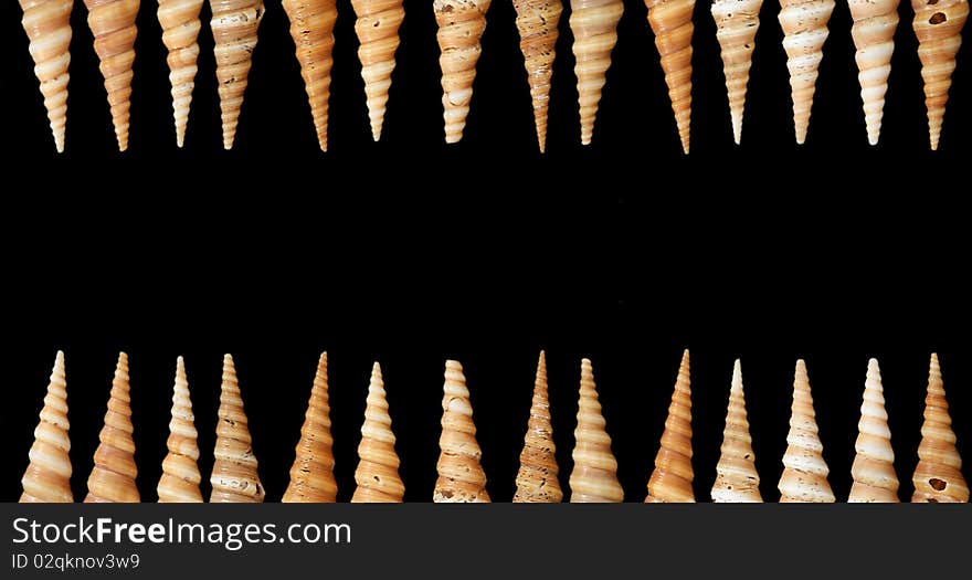 Number Of Seashells Closeup