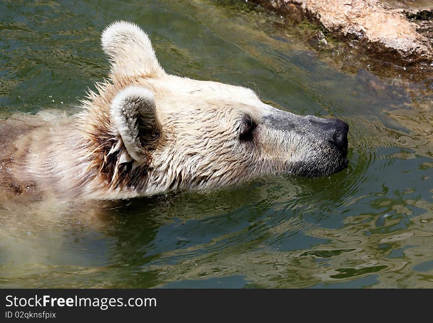 Bear swimming in a small pool