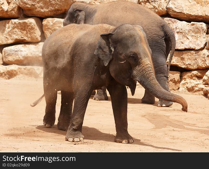 Young elephant throwing mad on him