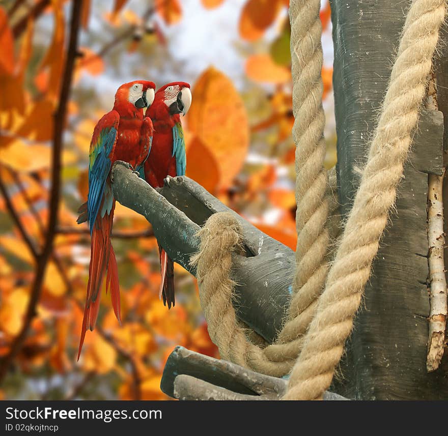 Parrot - red blue macaw against a background of bright leaves of trees