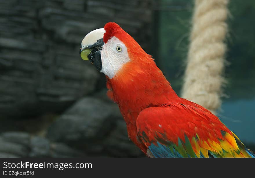 Parrot - red blue macaw. Portrait of grapes in its beak