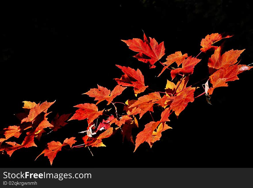 Autumn Ornament