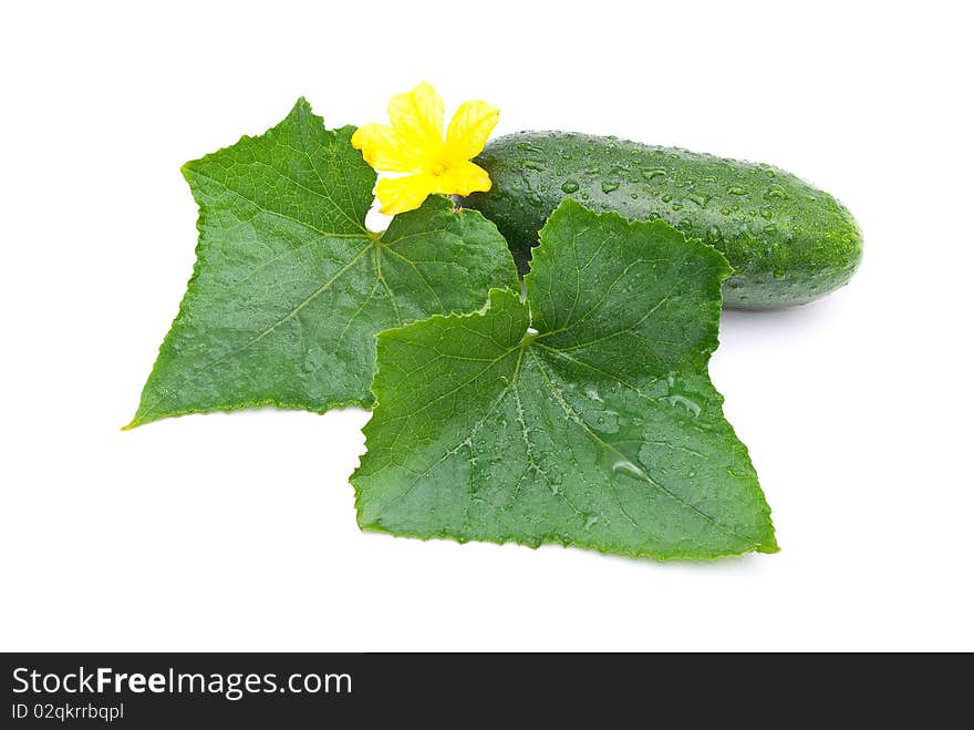 Fresh cucumber with leafs and flower