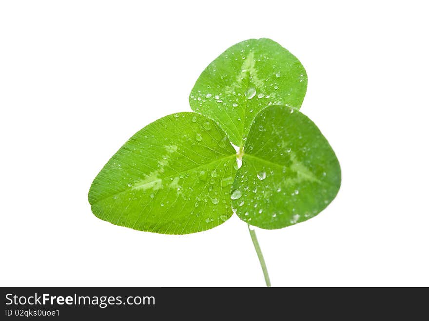 Clover leaf isolated on white background