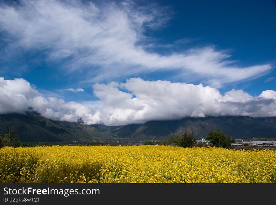 Yellow oil flower in moutain valley with road passing by