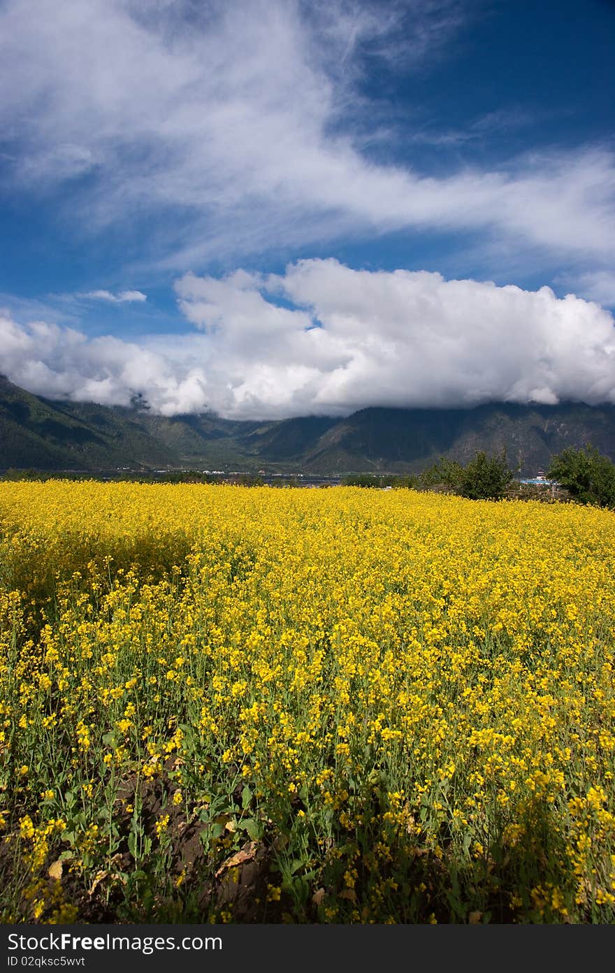 Yellow oil flower in moutain valley with road passing by