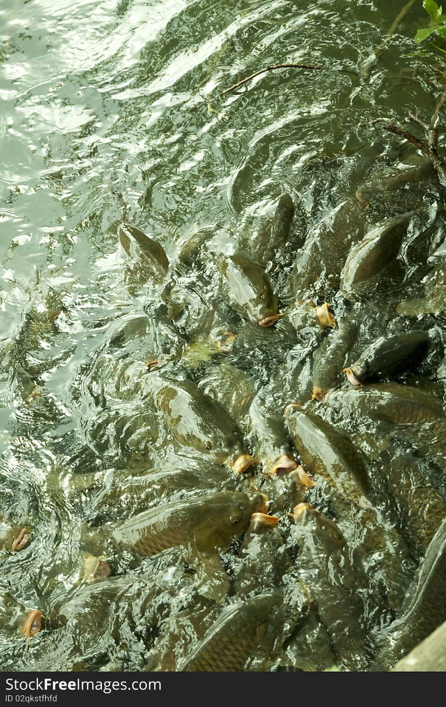 A school of fish surfacing for food