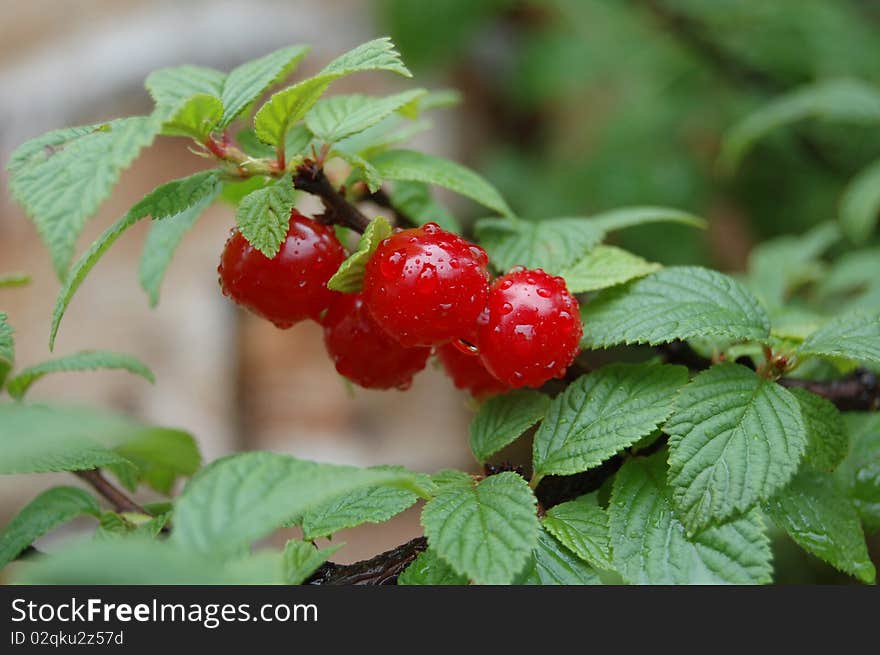 Wet cherry red in the green foliage