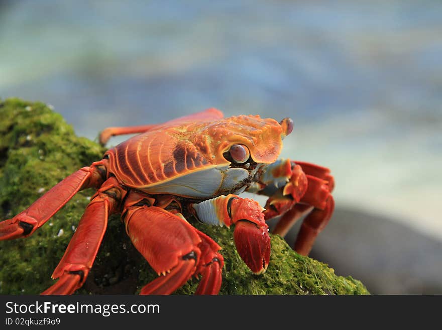 Special Species from the Galapagos Equador. Special Species from the Galapagos Equador.