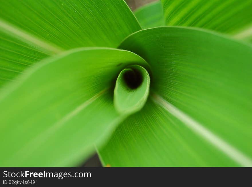 Leafs of green corn more closer as usual.