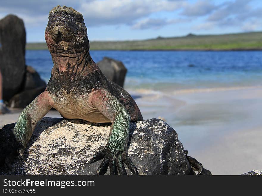 Iguana On A Rock