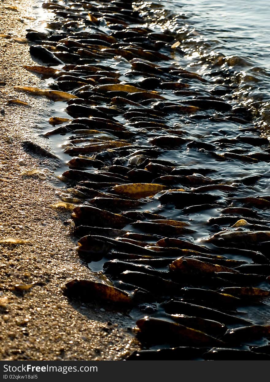 Dead fish from heat on seashore. Dead fish from heat on seashore.