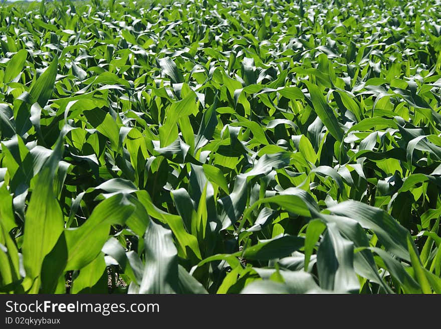 Maize plants