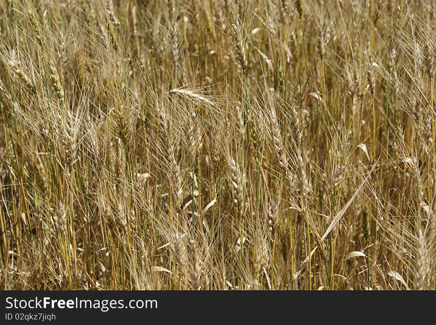 Wheat field