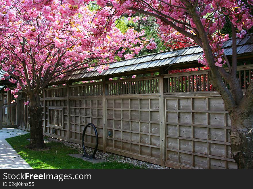 Spring Blossoms