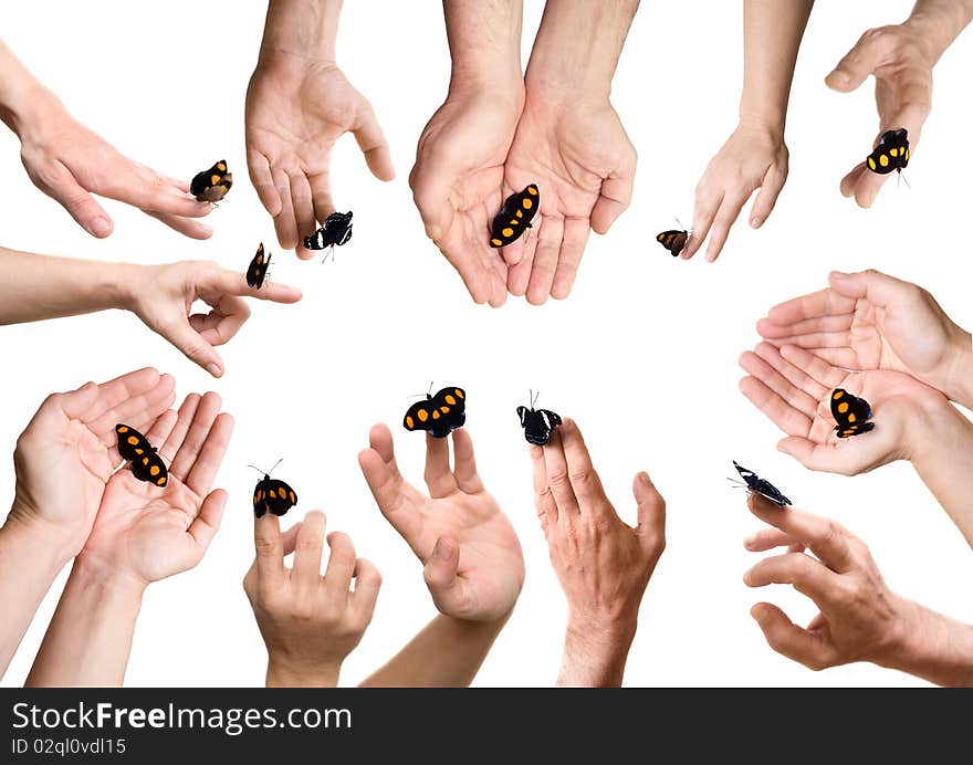 Male and female Grecian Shoemaker butterflies on hands. Male and female Grecian Shoemaker butterflies on hands.