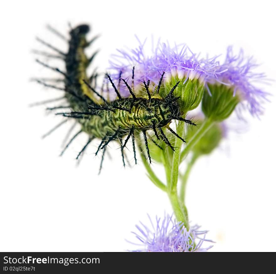 Macro shot of  an actinote caterpillar on white background