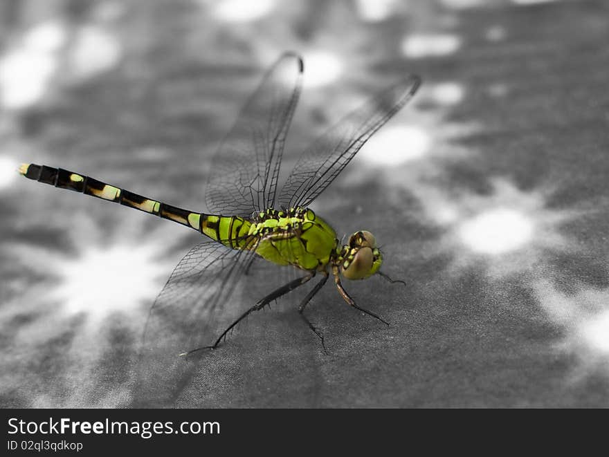 A wonderfully green dragonfly that I found resting on my garage wall. A wonderfully green dragonfly that I found resting on my garage wall.