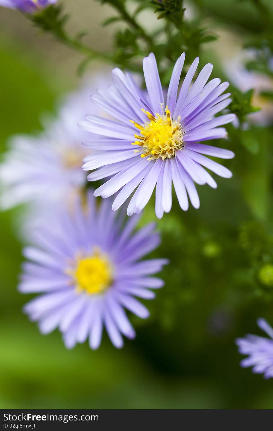 Blue daisy on blur background