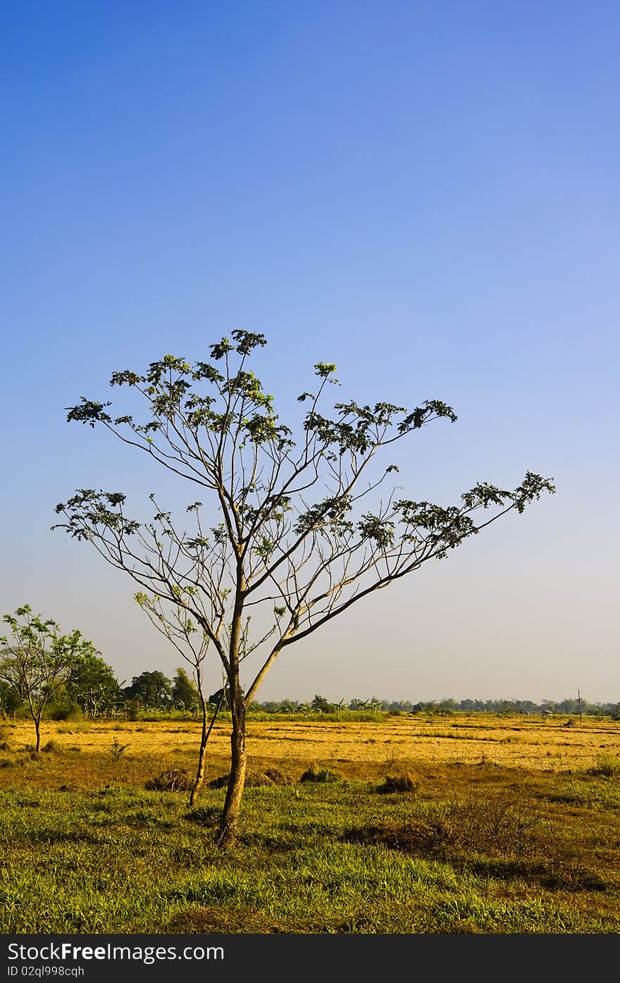 Tree in the middle of a dry ricefield; shot against blue sky