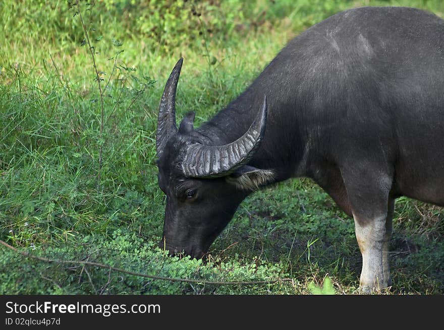 Grazing bull with a green background (Koh Samui, Thailand)