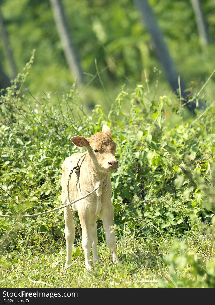 Calf  in a tropical forest