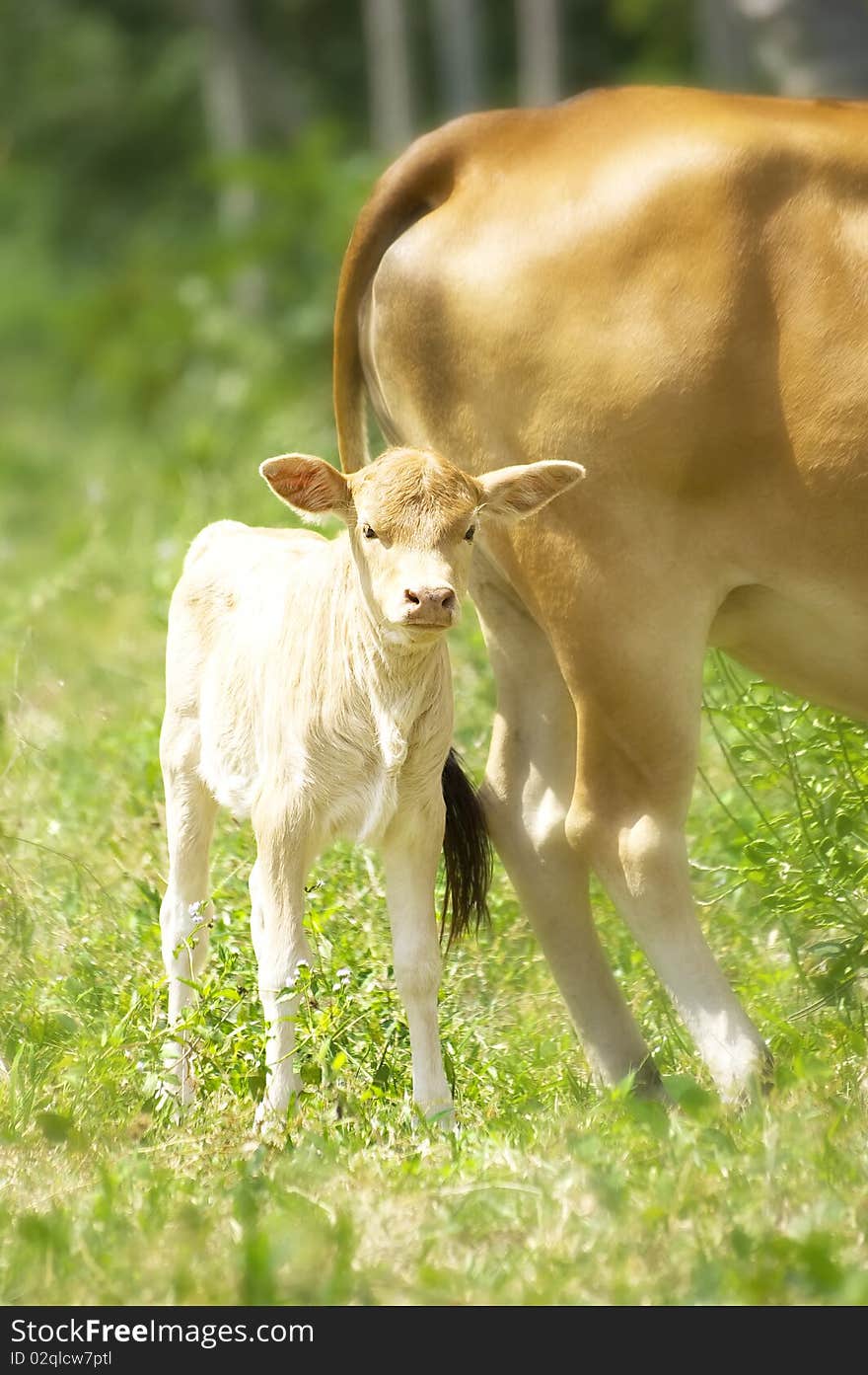 Calf  with his mother in a tropical forest