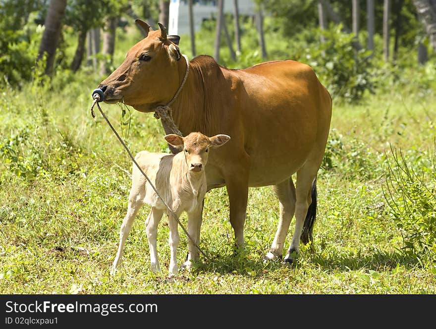 Calf  with his mother in a tropical forest